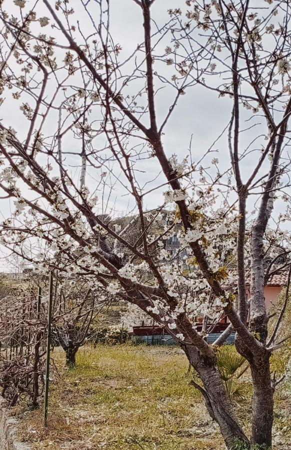 Casa Peidaigo Immersa Nel Verde,Vista Mare E Monti ヴェンティミーリア エクステリア 写真